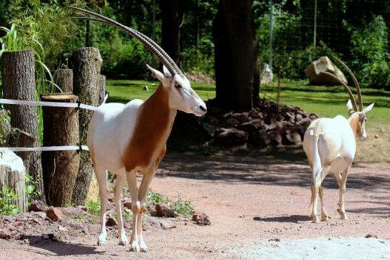 Säbelantilope Zoo Vivarium Darmstadt 2019