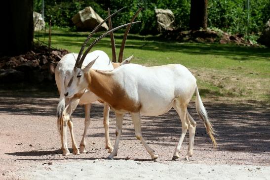 Säbelantilope Zoo Vivarium Darmstadt 2019