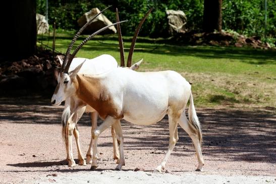 Säbelantilope Zoo Vivarium Darmstadt 2019