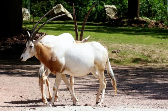 Säbelantilope Zoo Vivarium Darmstadt 2019