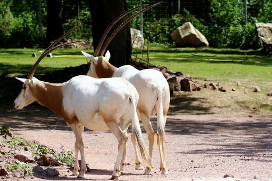 Säbelantilope Zoo Vivarium Darmstadt 2019