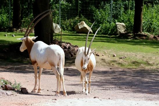 Säbelantilope Zoo Vivarium Darmstadt 2019