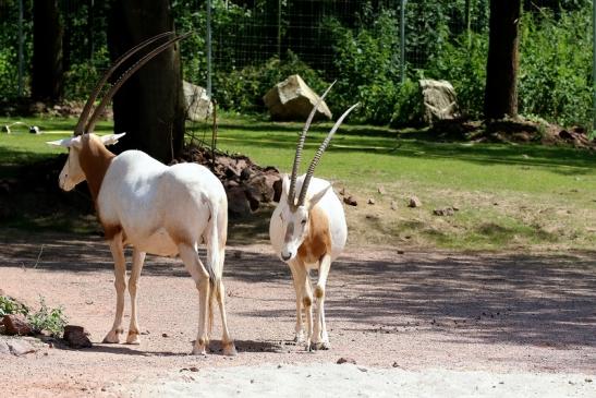 Säbelantilope Zoo Vivarium Darmstadt 2019