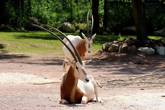 Säbelantilope Zoo Vivarium Darmstadt 2019