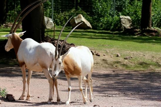 Säbelantilope Zoo Vivarium Darmstadt 2019