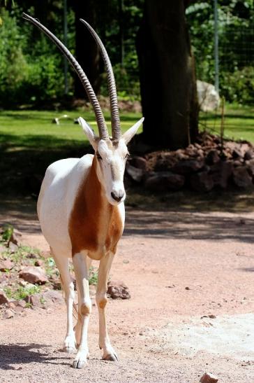 Säbelantilope Zoo Vivarium Darmstadt 2019