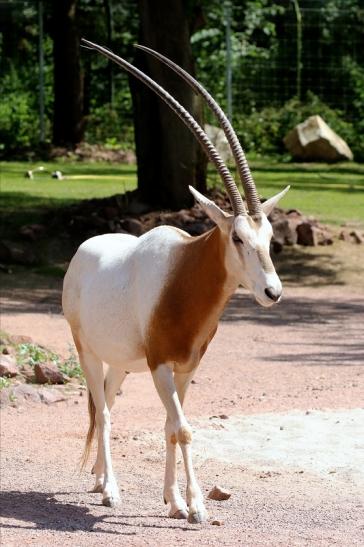 Säbelantilope Zoo Vivarium Darmstadt 2019