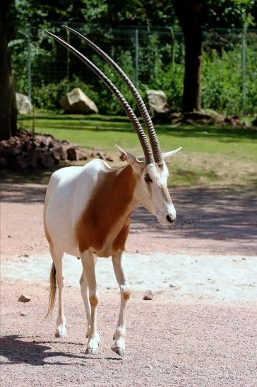 Säbelantilope Zoo Vivarium Darmstadt 2019