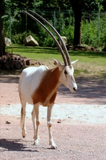 Säbelantilope Zoo Vivarium Darmstadt 2019