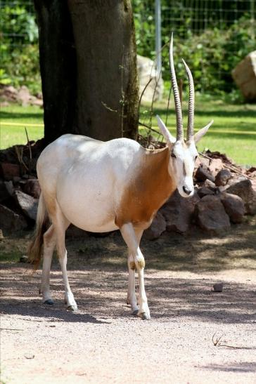 Säbelantilope Zoo Vivarium Darmstadt 2019