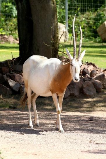 Säbelantilope Zoo Vivarium Darmstadt 2019