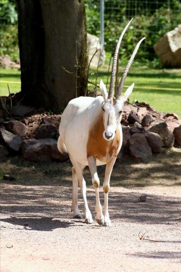 Säbelantilope Zoo Vivarium Darmstadt 2019