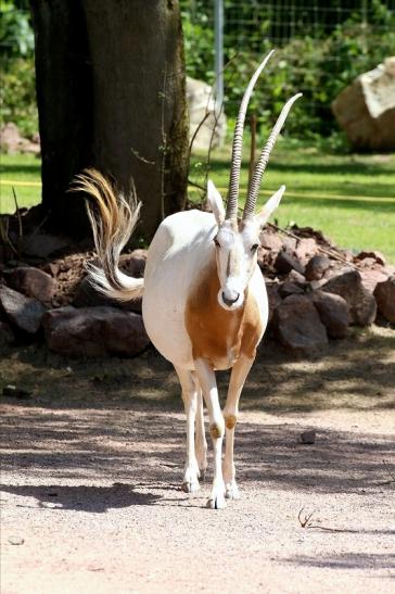 Säbelantilope Zoo Vivarium Darmstadt 2019