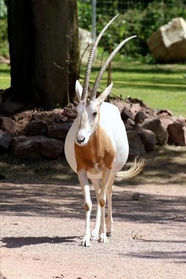 Säbelantilope Zoo Vivarium Darmstadt 2019