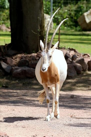 Säbelantilope Zoo Vivarium Darmstadt 2019