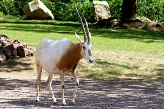 Säbelantilope Zoo Vivarium Darmstadt 2019