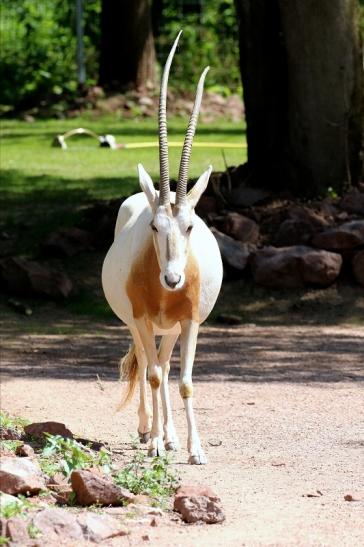 Säbelantilope Zoo Vivarium Darmstadt 2019