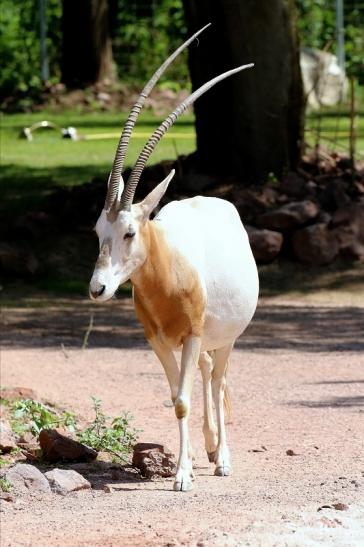 Säbelantilope Zoo Vivarium Darmstadt 2019