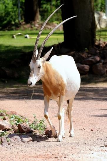 Säbelantilope Zoo Vivarium Darmstadt 2019