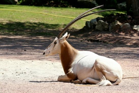 Säbelantilope Zoo Vivarium Darmstadt 2019