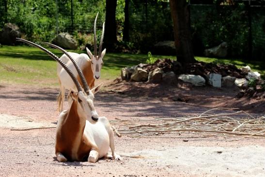 Säbelantilope Zoo Vivarium Darmstadt 2019