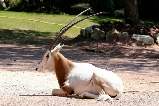 Säbelantilope Zoo Vivarium Darmstadt 2019