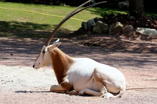 Säbelantilope Zoo Vivarium Darmstadt 2019