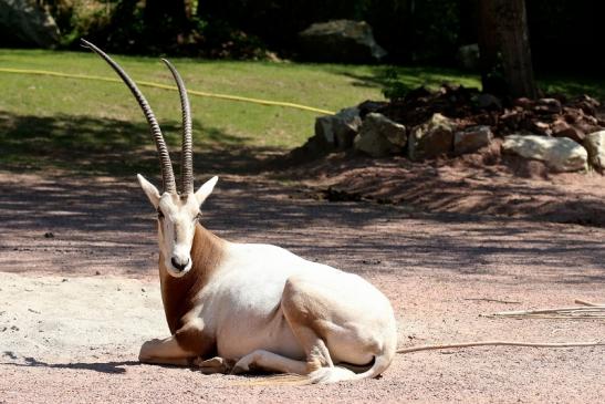 Säbelantilope Zoo Vivarium Darmstadt 2019