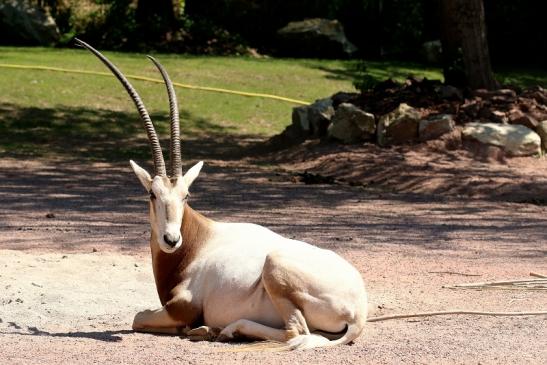 Säbelantilope Zoo Vivarium Darmstadt 2019