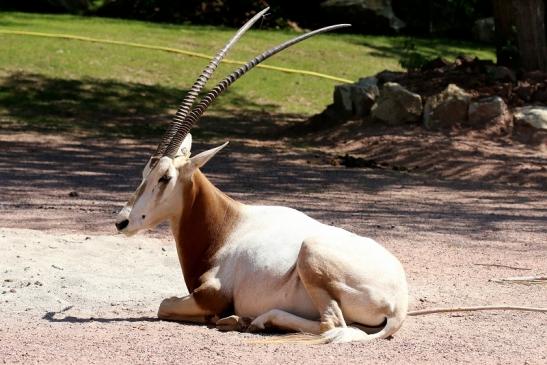 Säbelantilope Zoo Vivarium Darmstadt 2019