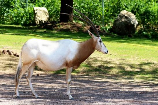 Säbelantilope Zoo Vivarium Darmstadt 2019