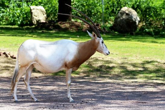 Säbelantilope Zoo Vivarium Darmstadt 2019