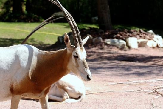 Säbelantilope Zoo Vivarium Darmstadt 2019