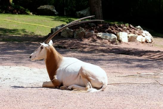 Säbelantilope Zoo Vivarium Darmstadt 2019