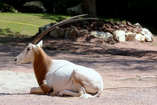 Säbelantilope Zoo Vivarium Darmstadt 2019