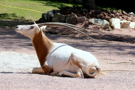 Säbelantilope Zoo Vivarium Darmstadt 2019