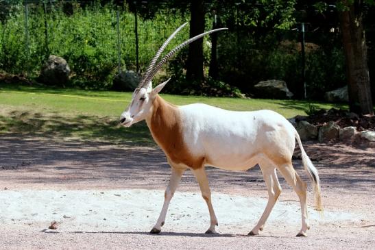 Säbelantilope Zoo Vivarium Darmstadt 2019