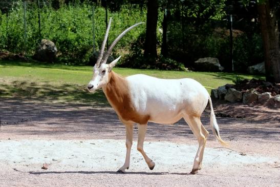 Säbelantilope Zoo Vivarium Darmstadt 2019