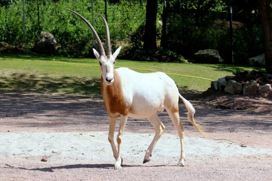 Säbelantilope Zoo Vivarium Darmstadt 2019