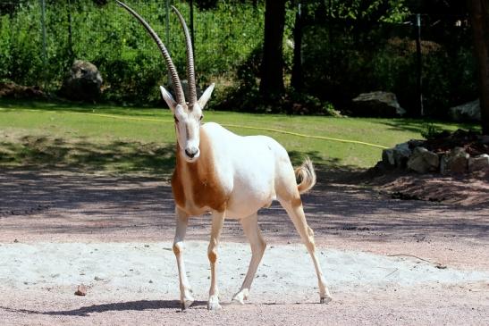 Säbelantilope Zoo Vivarium Darmstadt 2019