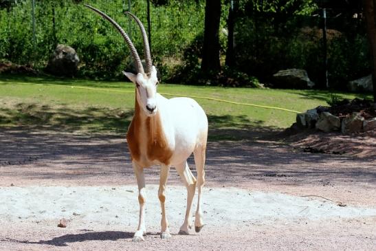 Säbelantilope Zoo Vivarium Darmstadt 2019