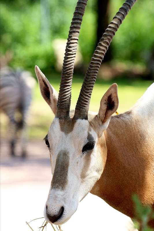 Säbelantilope Zoo Vivarium Darmstadt 2019