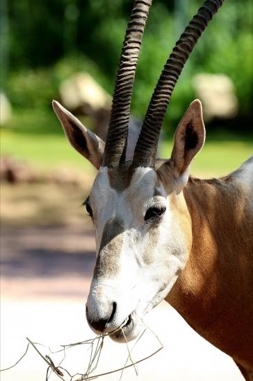 Säbelantilope Zoo Vivarium Darmstadt 2019