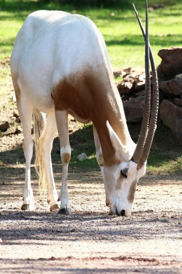 Säbelantilope Zoo Vivarium Darmstadt 2019