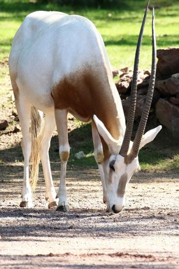 Säbelantilope Zoo Vivarium Darmstadt 2019