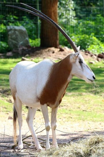 Säbelantilope Zoo Vivarium Darmstadt 2019