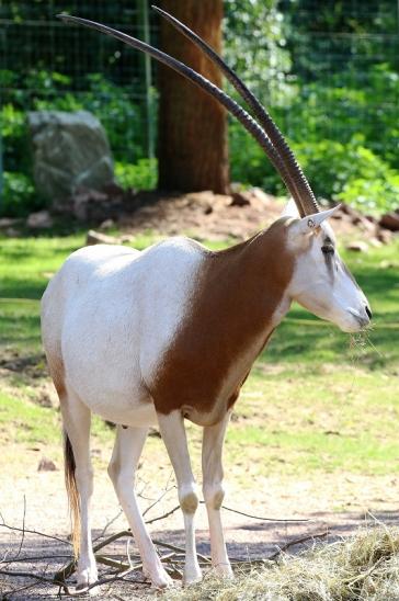 Säbelantilope Zoo Vivarium Darmstadt 2019