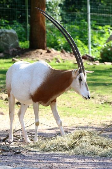 Säbelantilope Zoo Vivarium Darmstadt 2019