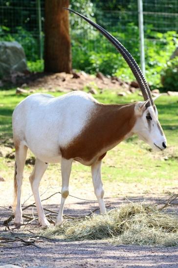 Säbelantilope Zoo Vivarium Darmstadt 2019