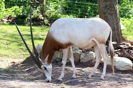 Säbelantilope Zoo Vivarium Darmstadt 2019